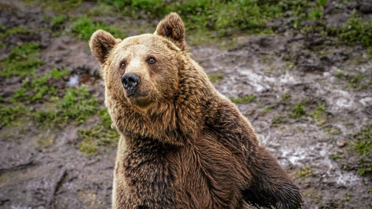 La statue d'ours qui fait débat : la colère des éleveurs d'Occitanie