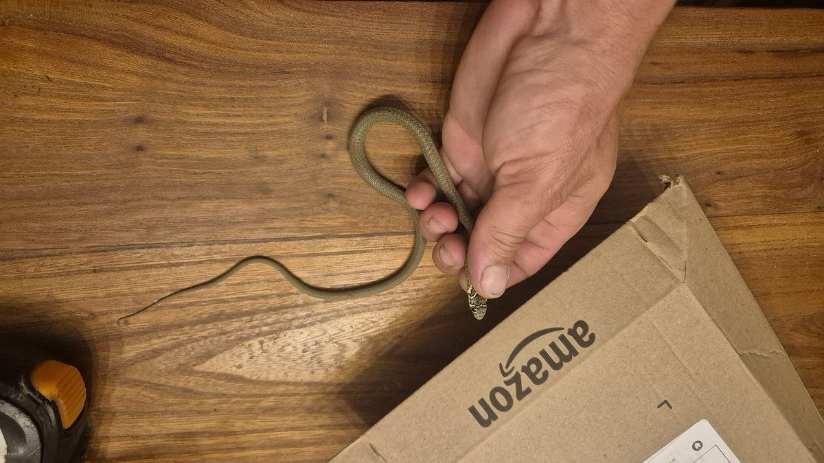 Un serpent surprise dans un colis Amazon : la drôle de mésaventure d'un Tarn-et-Garonnais