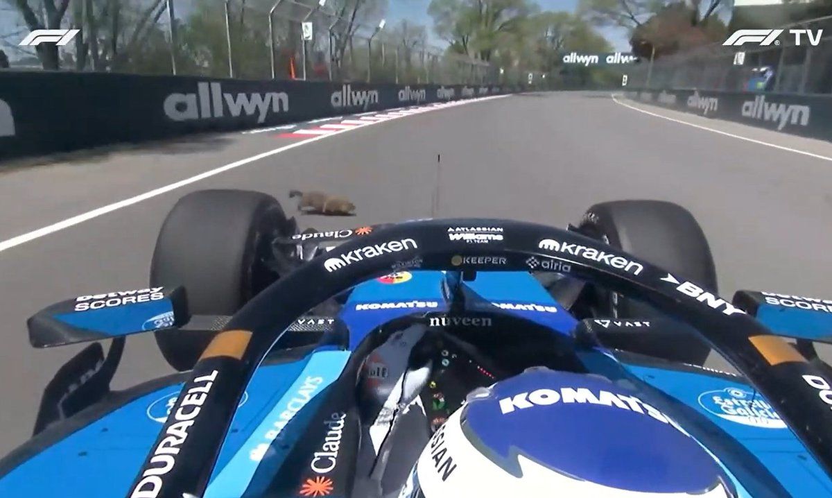 F1 : albon évite un drame animal mais finit dans le mur