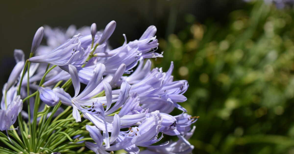 Comment préserver les agapanthes l’hiver ?