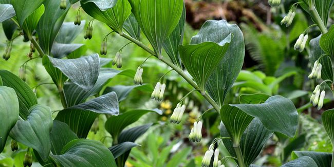 Le sceau-de-Salomon : l’allié des jardins d’ombre