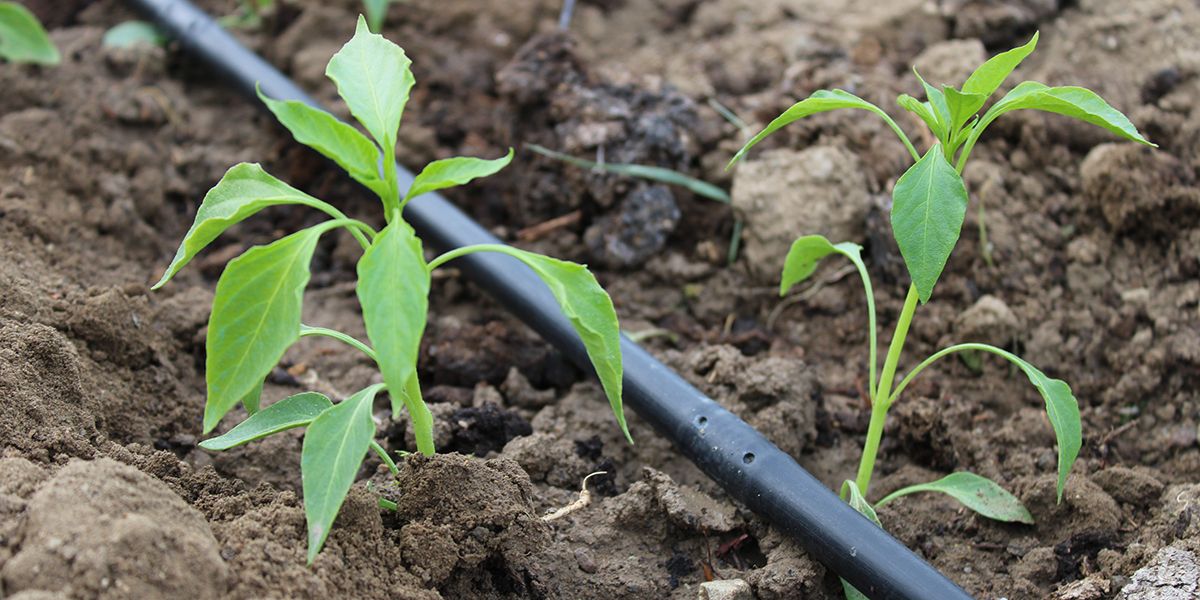 Quel système d'arrosage économe en eau adopter pour votre jardin ?