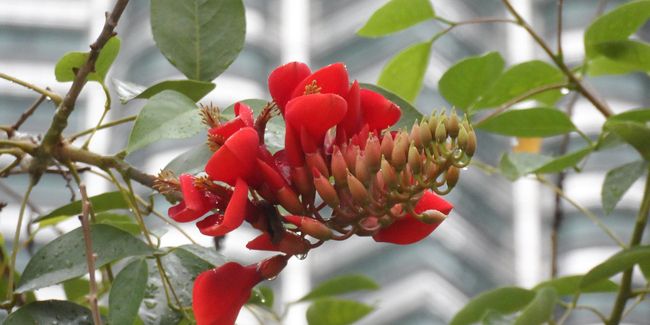 Cultiver son jardin malgré la pollution urbaine : quelles plantes choisir ?