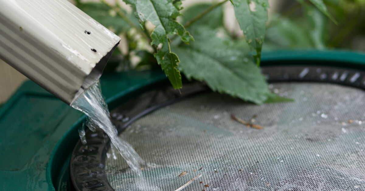 Comment choisir le bon récupérateur d'eau de pluie pour votre jardin