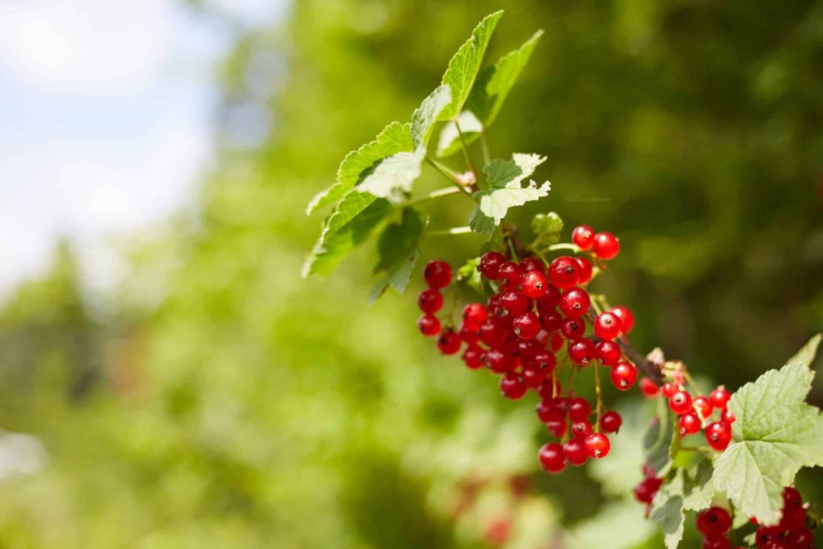 Plantez ces baies maintenant pour un été gourmand