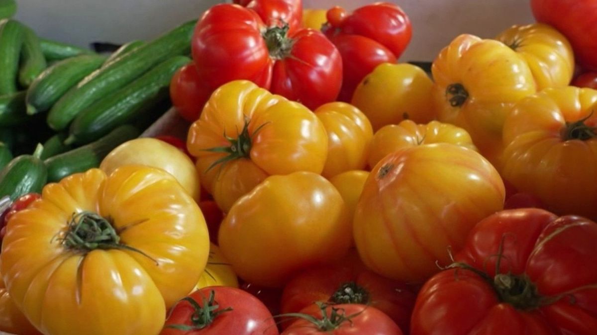 Les tomates anciennes : des variétés savoureuses à découvrir sous un nouvel angle