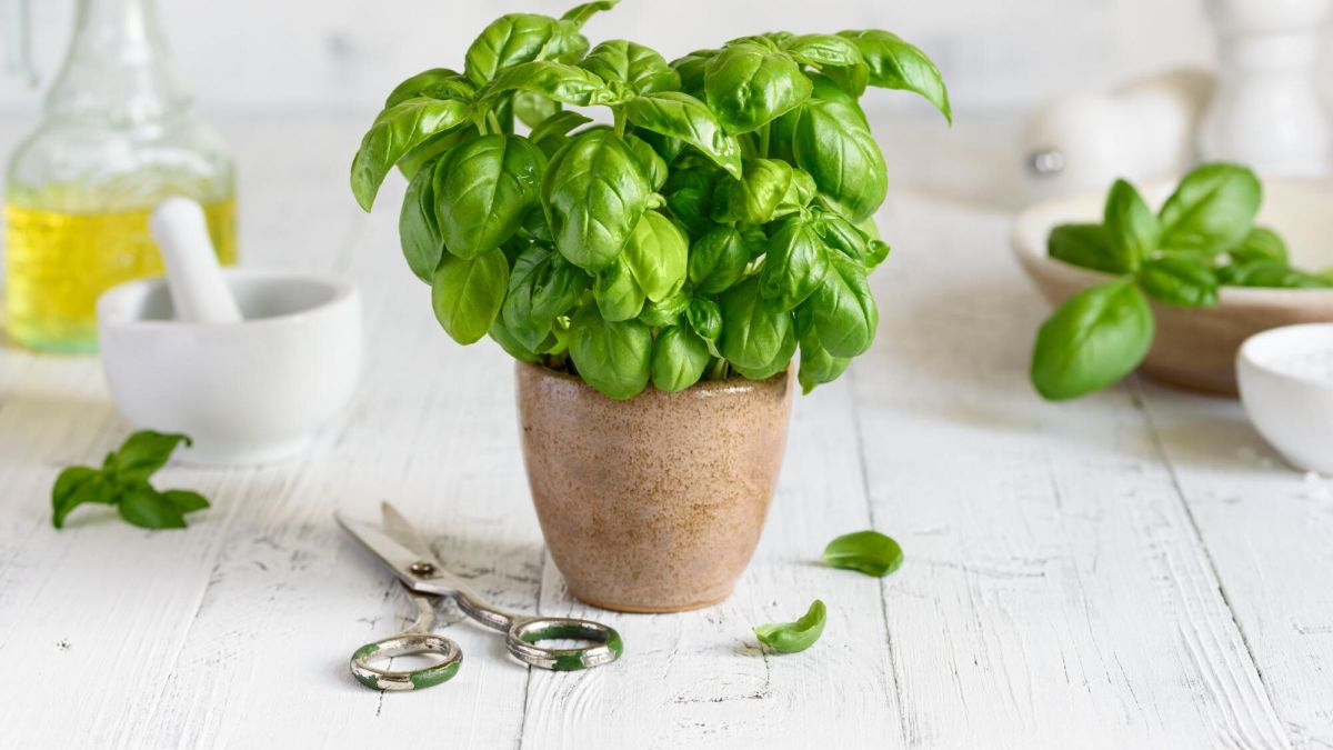 3 secrets de jardiniers pour maximiser la durée de vie de votre basilic en pot
