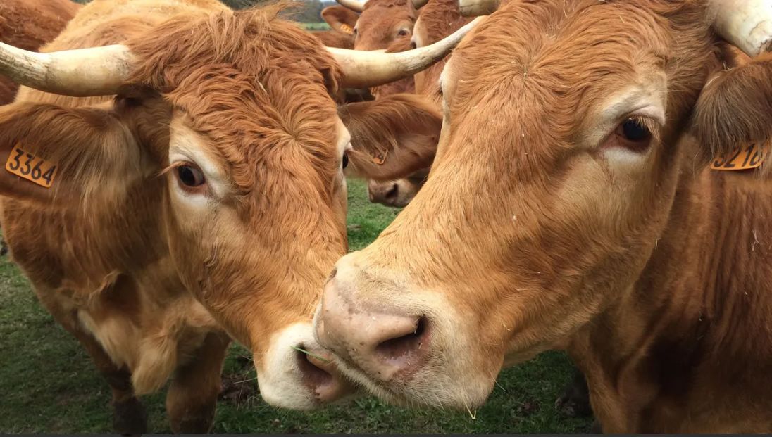 Les vaches, des compagnes à l'intelligence insoupçonnée