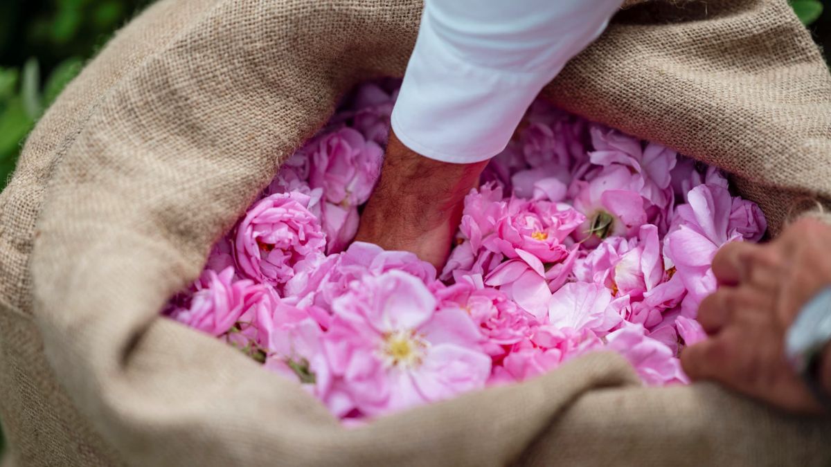 Grasse renaît grâce aux géants du luxe : Chanel, Dior et Louis Vuitton redynamisent la parfumerie