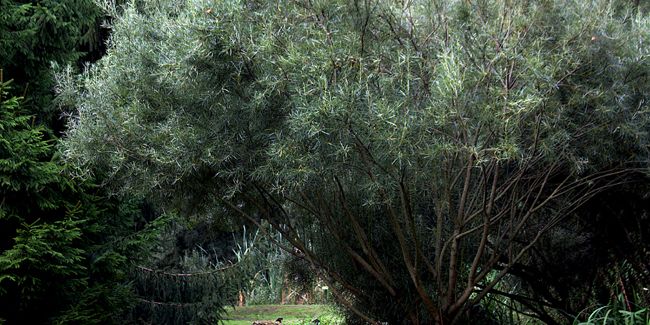 Découvrez le saule à feuilles de romarin