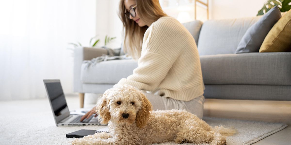 Dix assurances pour chiens à ne pas manquer en 2025