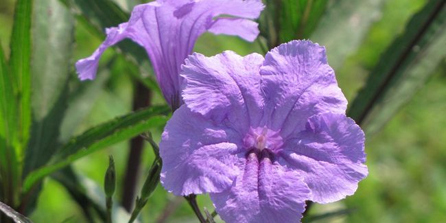 Ruellie de Britton (Ruellia brittoniana) : une plante captivante