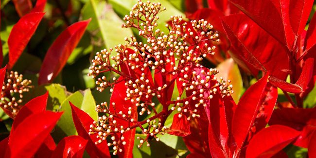 Photinia : un feuillage rouge dans une haie