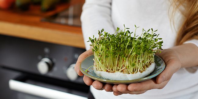 Micropousses : le superaliment à cultiver chez soi