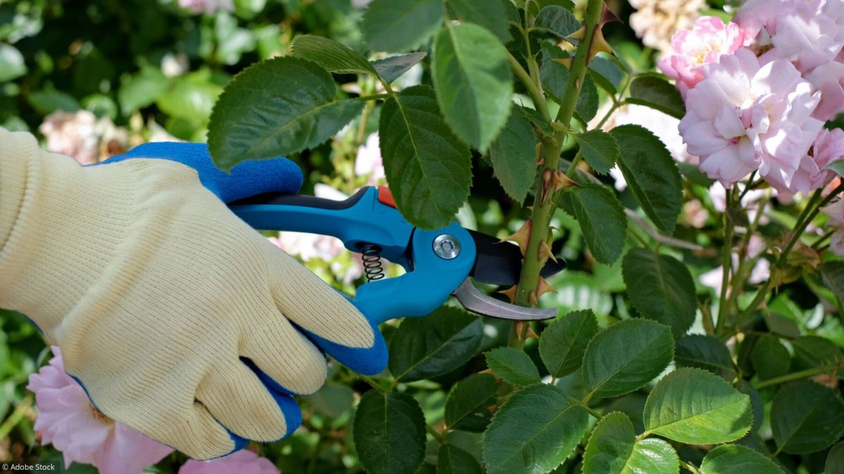 Le jardinage à l'honneur : astuces et secrets des boutures