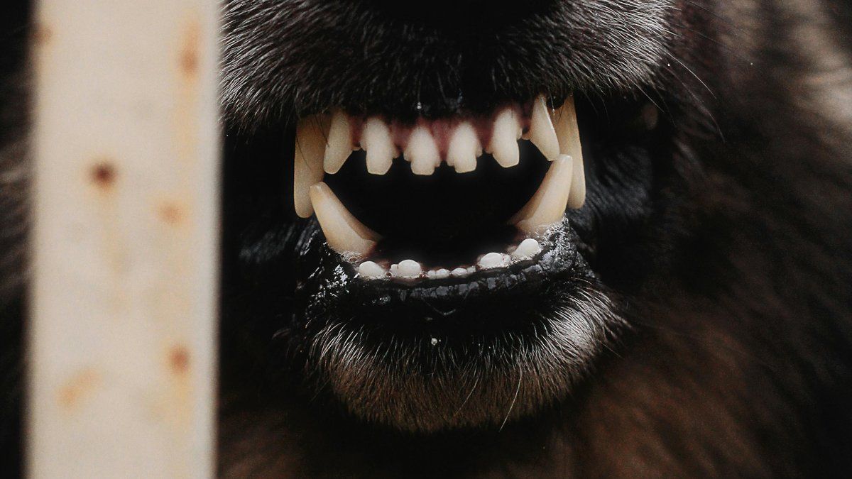 Une découverte tragique : une femme de 70 ans retrouvée sans vie, victime de ses chiens