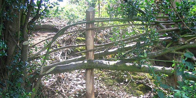 Redécouverte du plessage : l'art de tresser les haies naturelles