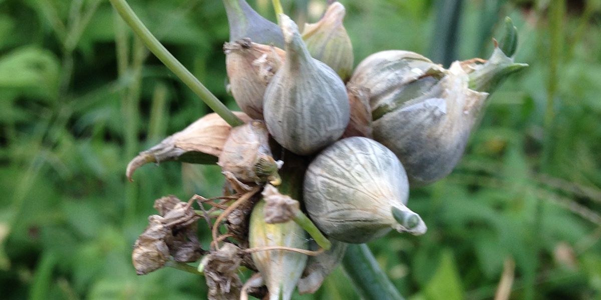 Oignon rocambole (Allium cepa var. proliferatum), un trésor perpétuel