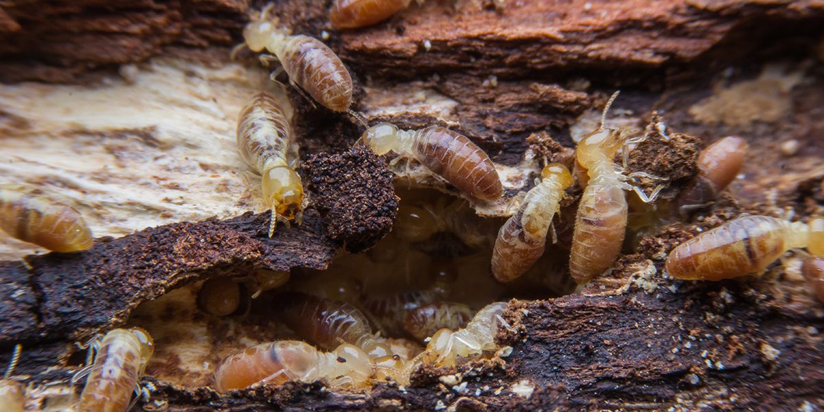 Les insectes xylophages : ces envahisseurs invisibles qui menacent votre maison
