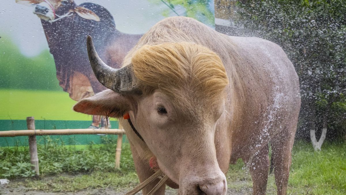 Un buffle albinos célèbre échappe au sacrifice de l'Aïd et sera confié à un zoo