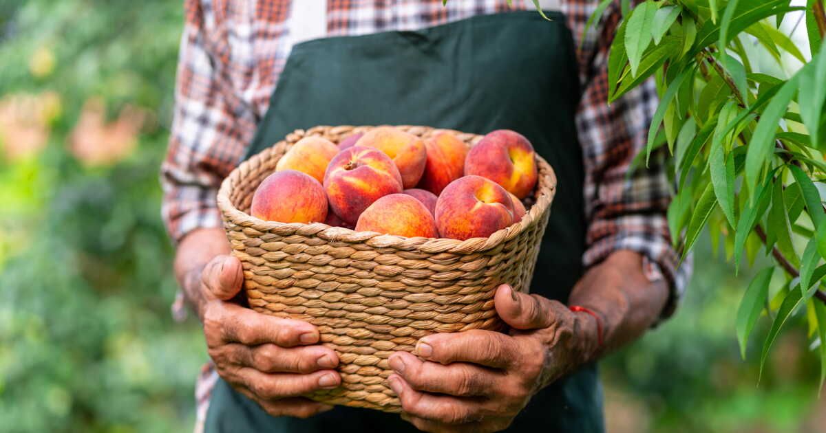 La cueillette des fruits en pleine nature : attention aux règles