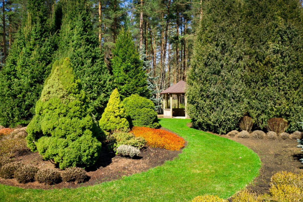 Choisir ses conifères : guide complet pour les jardiniers amateurs