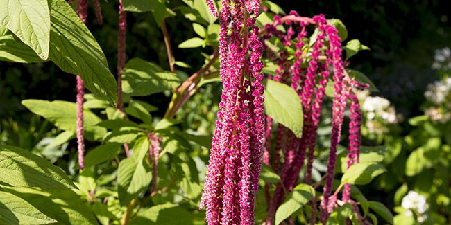 L'amarante, la plante aux mille couleurs au jardin