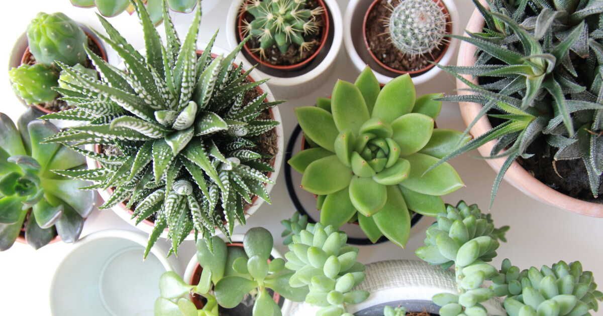 Vous avez rempoté des plantes ? Voici des alternatives à la poubelle pour le terreau usagé
