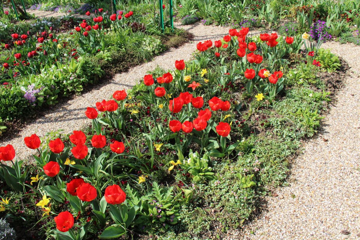 Tulipes : conseils pour planter et entretenir vos bulbes