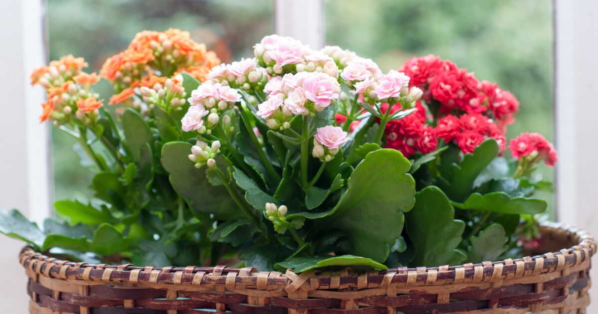 Cinq plantes d’intérieur à fleurs pour égayer votre automne