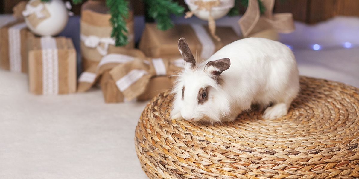 Laisser votre lapin s'épanouir en liberté à la maison : bienfaits et précautions
