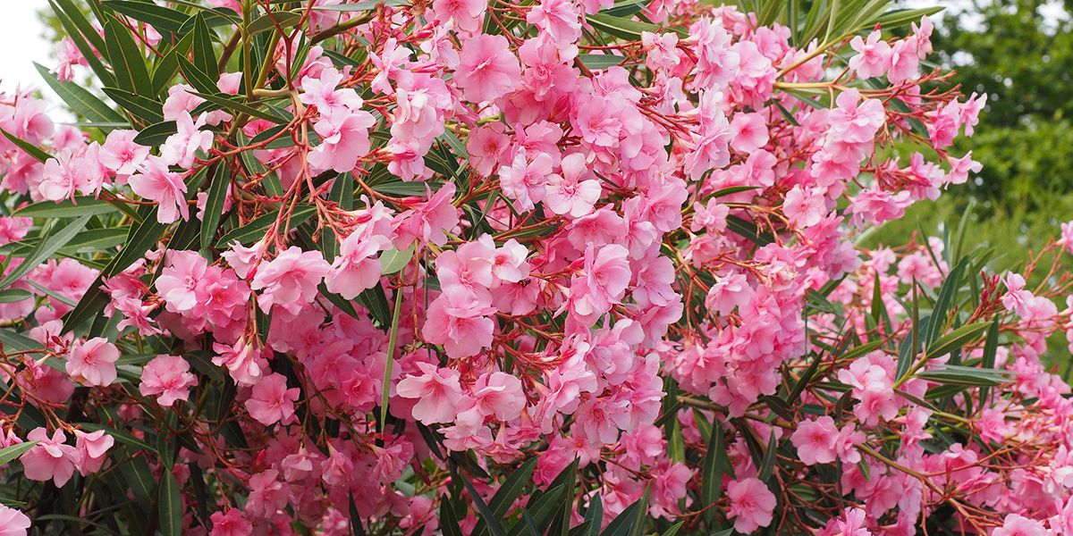 Le guide essentiel pour tailler votre laurier-rose avec succès