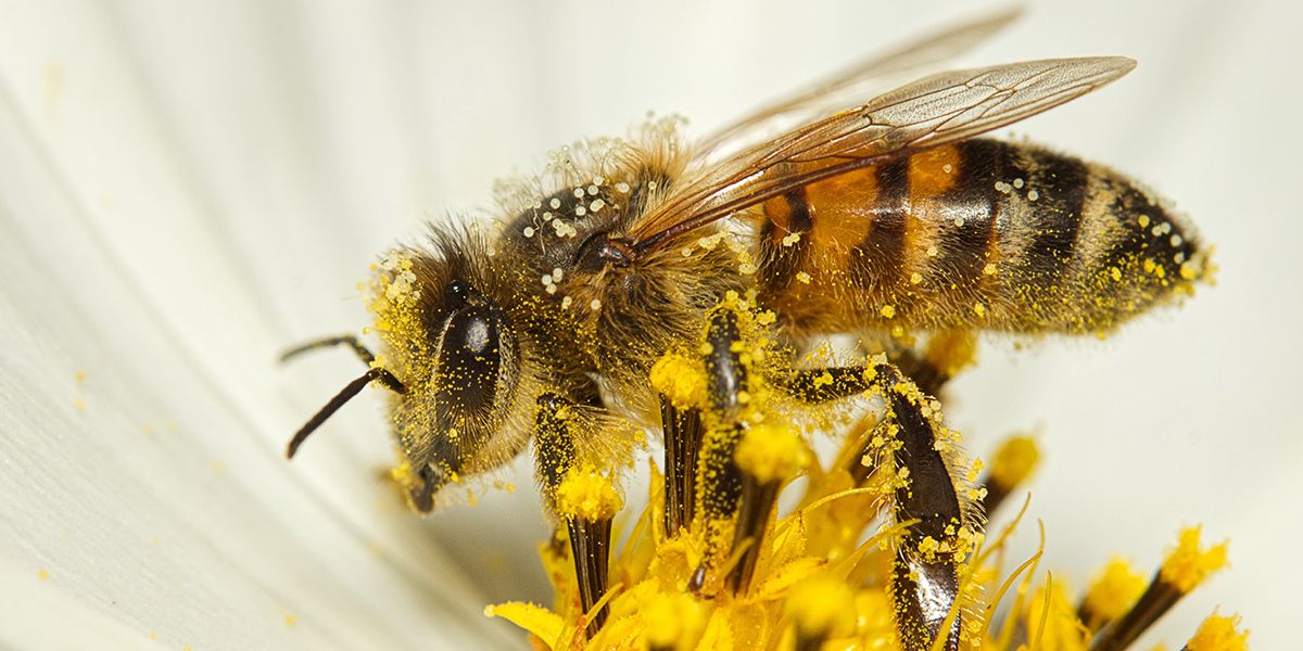 20 fleurs incontournables pour un jardin au service des abeilles