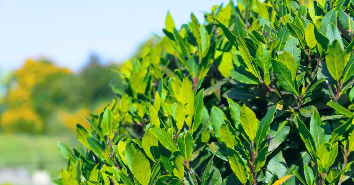 Créez une haie de laurier parfaite pour votre jardin