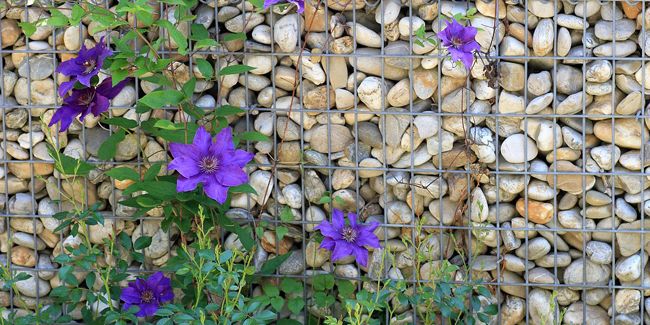 Comment choisir une plante grimpante et bien l’installer dans votre jardin ?