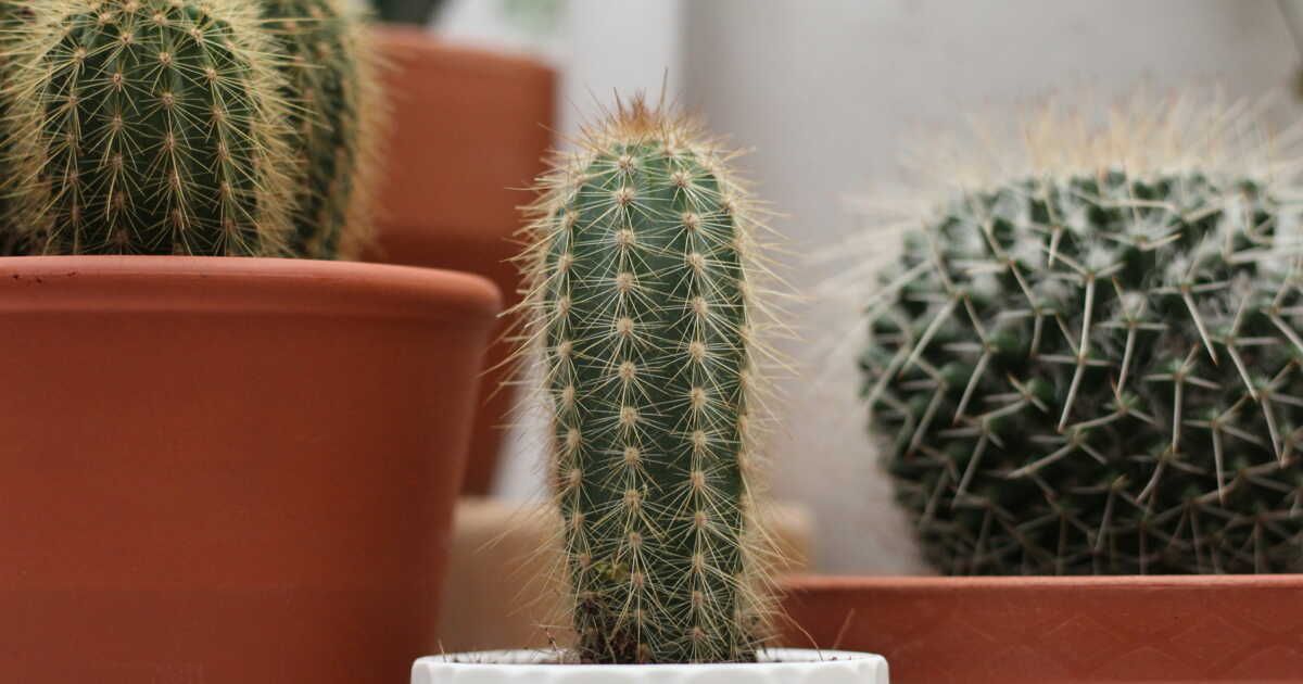 Rempoter un cactus sans se piquer : astuces et conseils pratiques