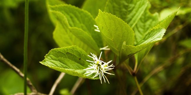 Chloranthus (Chloranthus fortunei), la vivace d’ombre par excellence