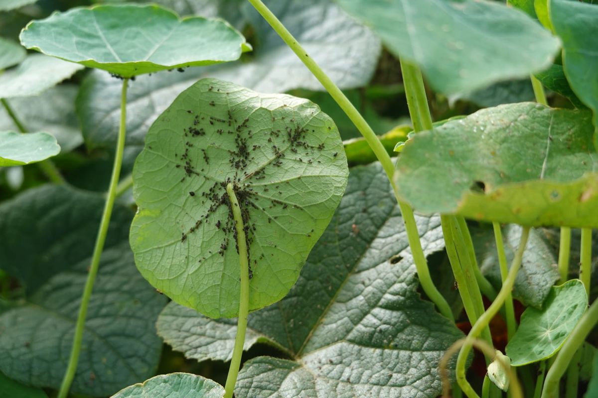 la fleur qui repousse les insectes mieux que les produits chimiques