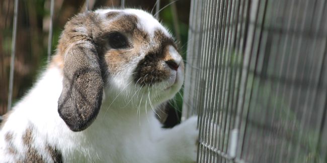 Fabriquer une cage à lapin pour le jardin : nos conseils astucieux