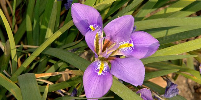 L'iris d'Alger (Iris unguicularis), l'iris d'hiver
