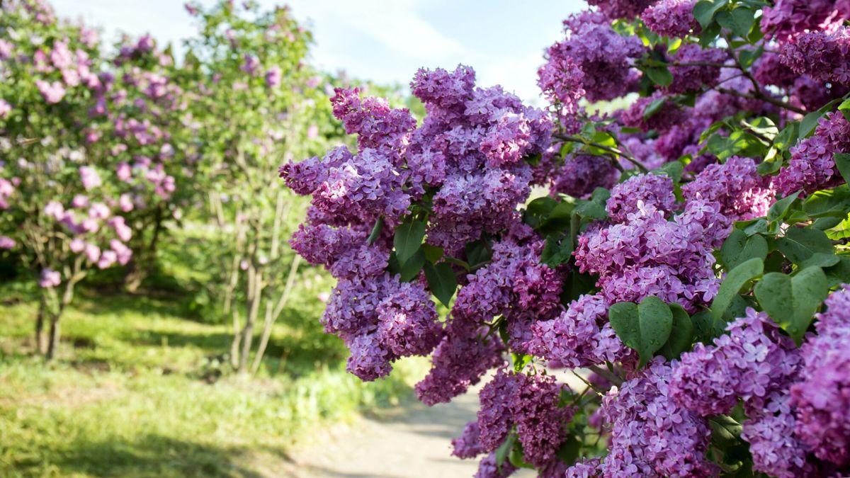 choisir le lilas idéal pour embellir son jardin