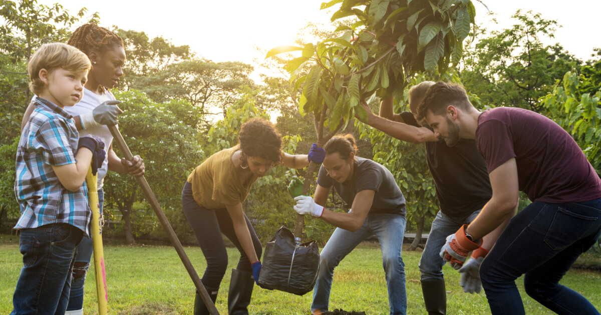 Les secrets d'une plantation réussie d'arbustes