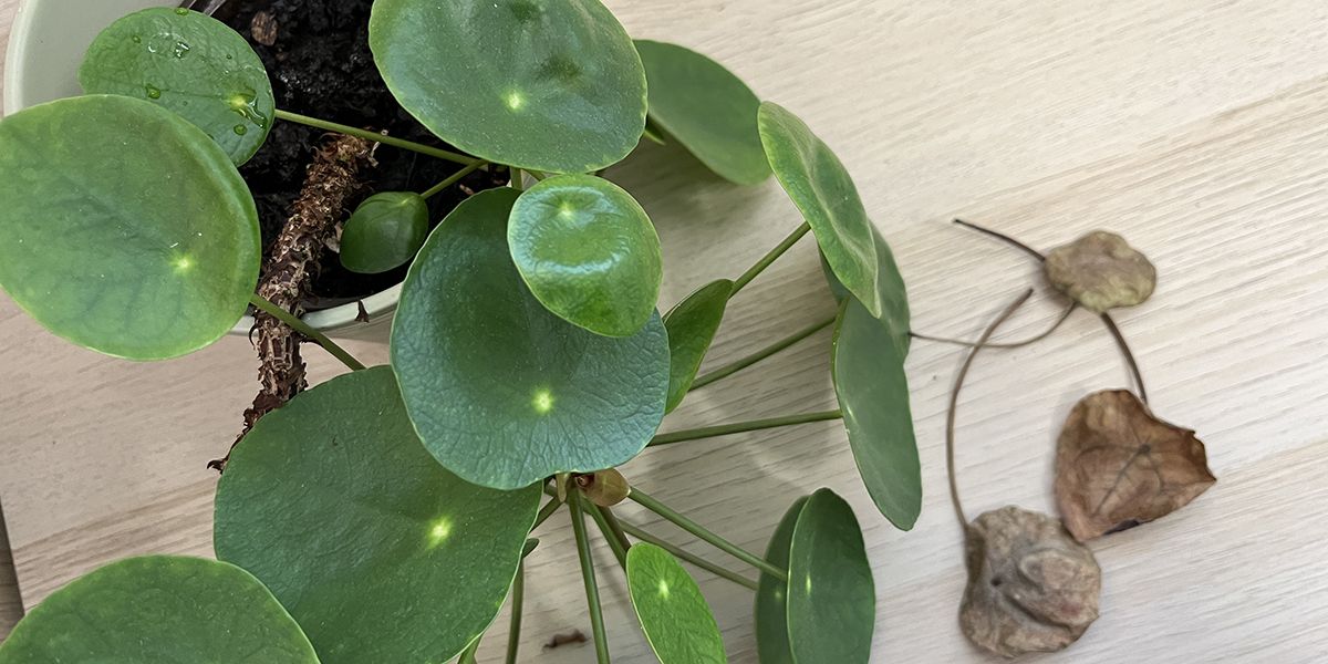 le mystère des feuilles qui tombent : décryptage du pilea