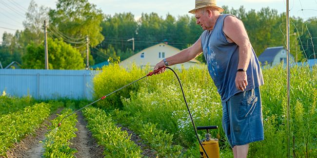 Qu'est-ce que le thé de compost ?