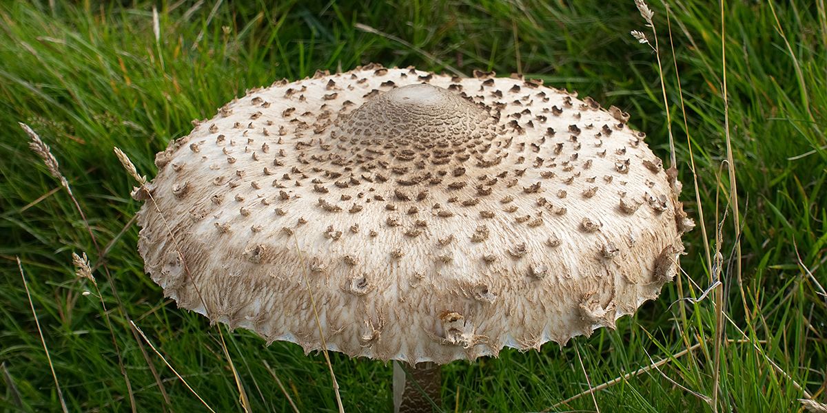 Découvrez la coulemelle : un trésor des sous-bois