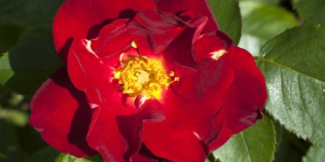 À la découverte des roses rouges, véritables trésors de passion