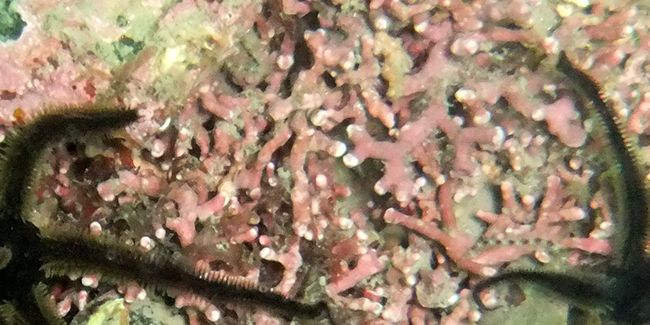 À la découverte du lithothamne, trésor calcaire des océans