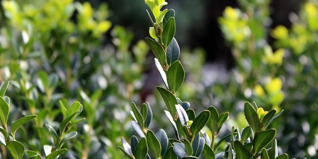 Le buis, emblème des jardins français et de l'art topiaire