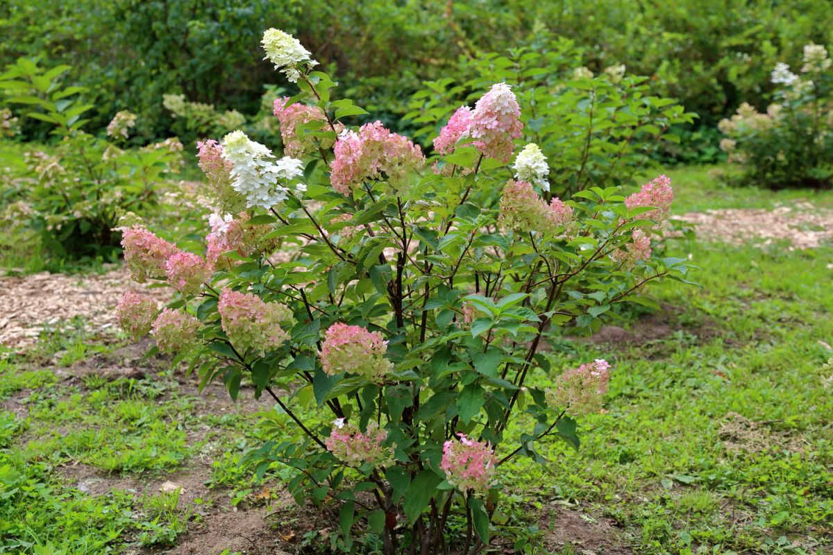 Hydrangea paniculata : quelle terre, entretien et taille de l'hortensia paniculé