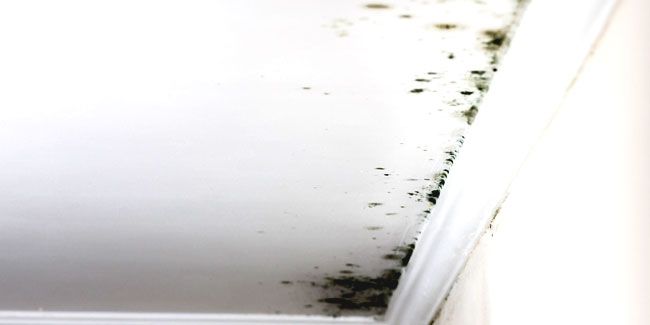 Combattez les moisissures : guide complet pour une maison saine